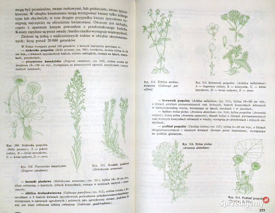 Biologia kl 1 LO M Podbielkowska Z Podbielkowski Rok wydania 1995 lubelskie Chełm
