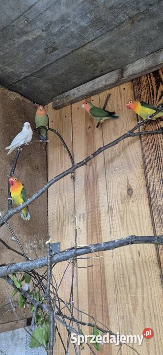 Faliste Swiergotki nierozlaczki