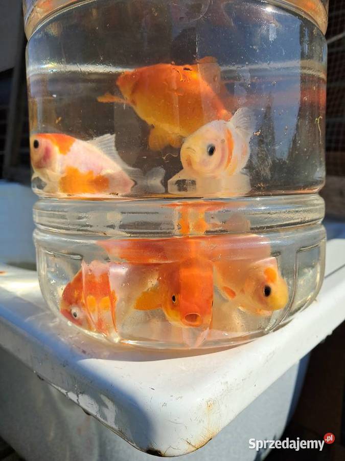 Karaś karp koi rybki oczko wodne staw akwarium