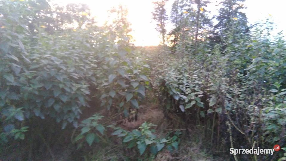 Topinambur Słonecznik bulwiasty Produkcja roślinna Wronów