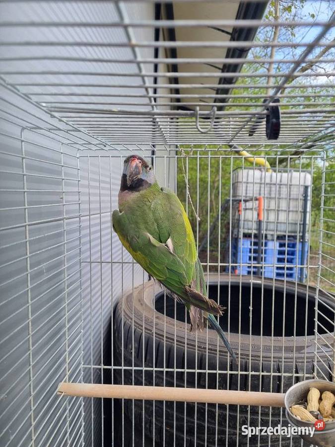 Aleksandretta Chińska Dębe Wielkie