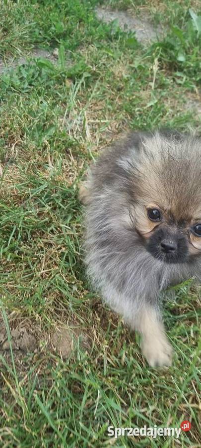 Pomeranian kujawsko-pomorskie Mogilno sprzedam