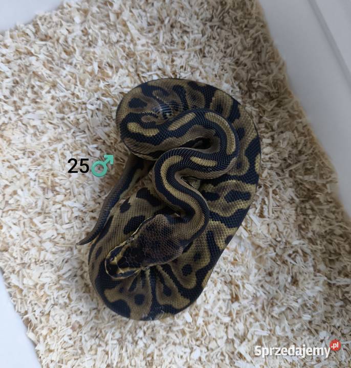 Pyton Królewski Regius samiec Boruja Kościelna