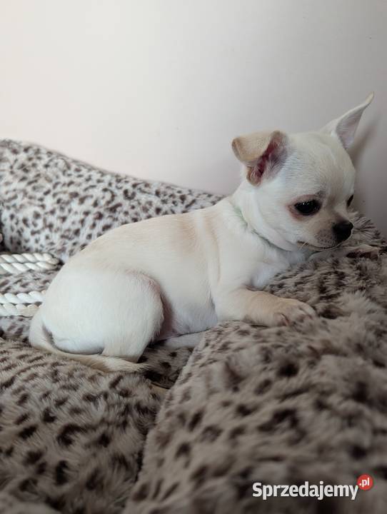Piesek chihuahua kremowy łódzkie Złaków Borowy