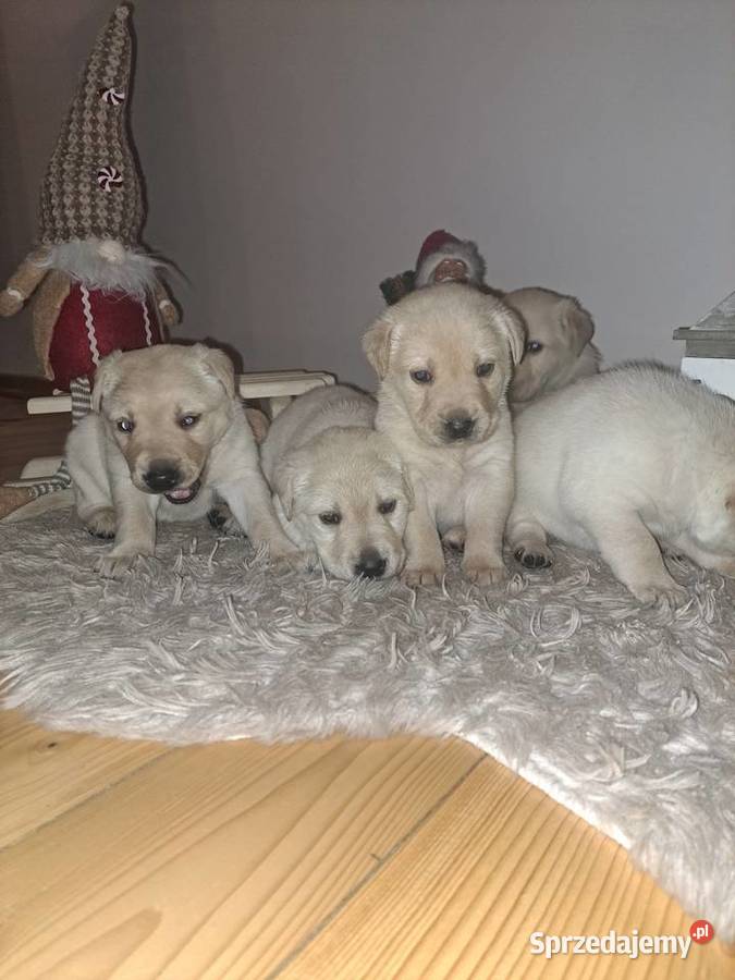 Labrador Retriever szczeniaki małopolskie Tarnów sprzedam