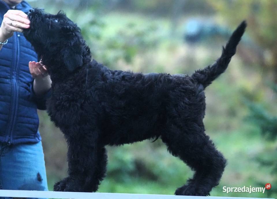 Czarny Terier Rosyjski szczenięta Zwycięzcy Św Rzeszów