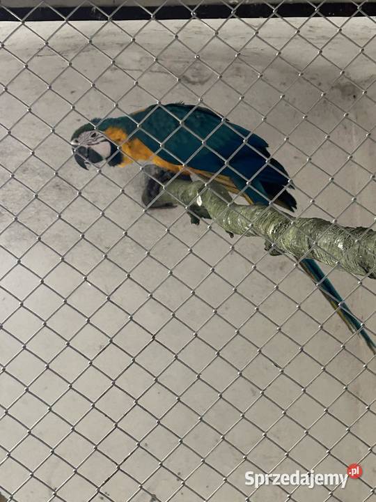 Ara ararauna małopolskie Skała sprzedam