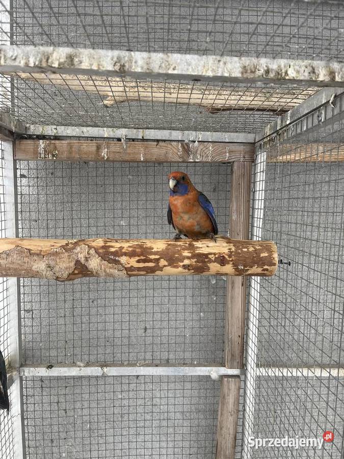 Rozelle królewskie Sośnicowice