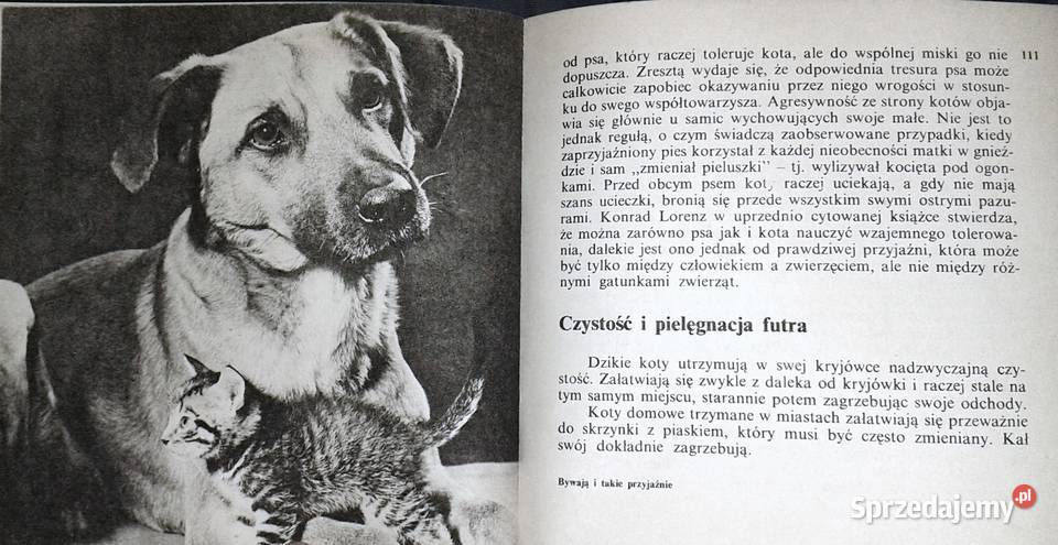 Koty nasze hobby A Konarska Szubska Chełm