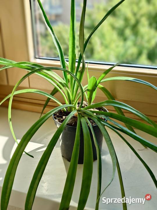 Sansevieria parva Kenya Hyacinth duża Kaktusy i sukulenty sprzedam