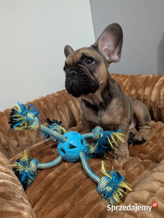 Buldog francuski chłopiec Zwierzęta Włocławek