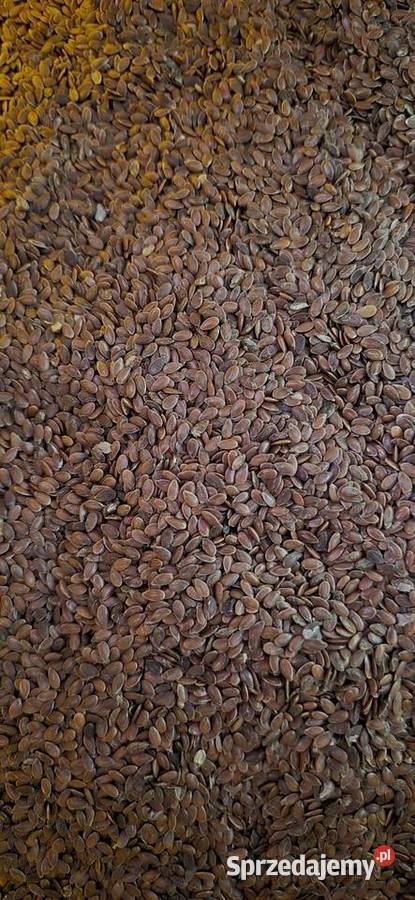 Siemię lniane z lnu włóknistego Produkcja roślinna lubelskie Putnowice Wielkie sprzedam