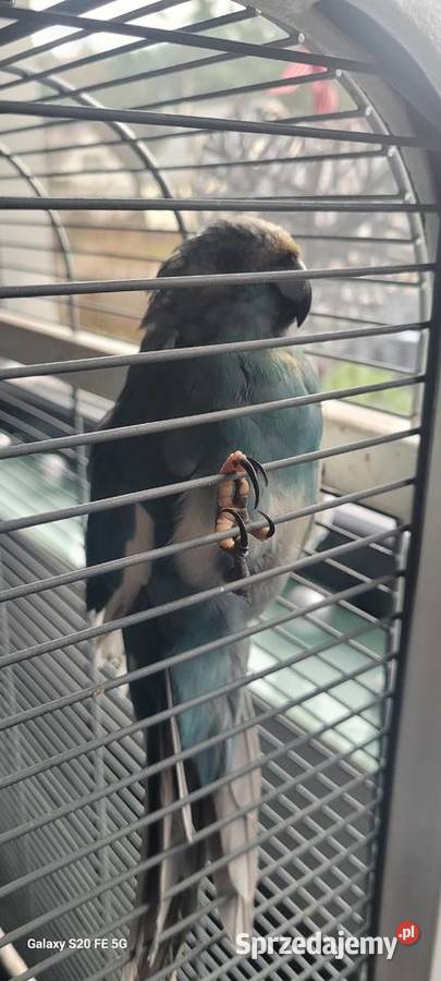 Ptak papuga kozia modrolotka niebieska Sosnowiec