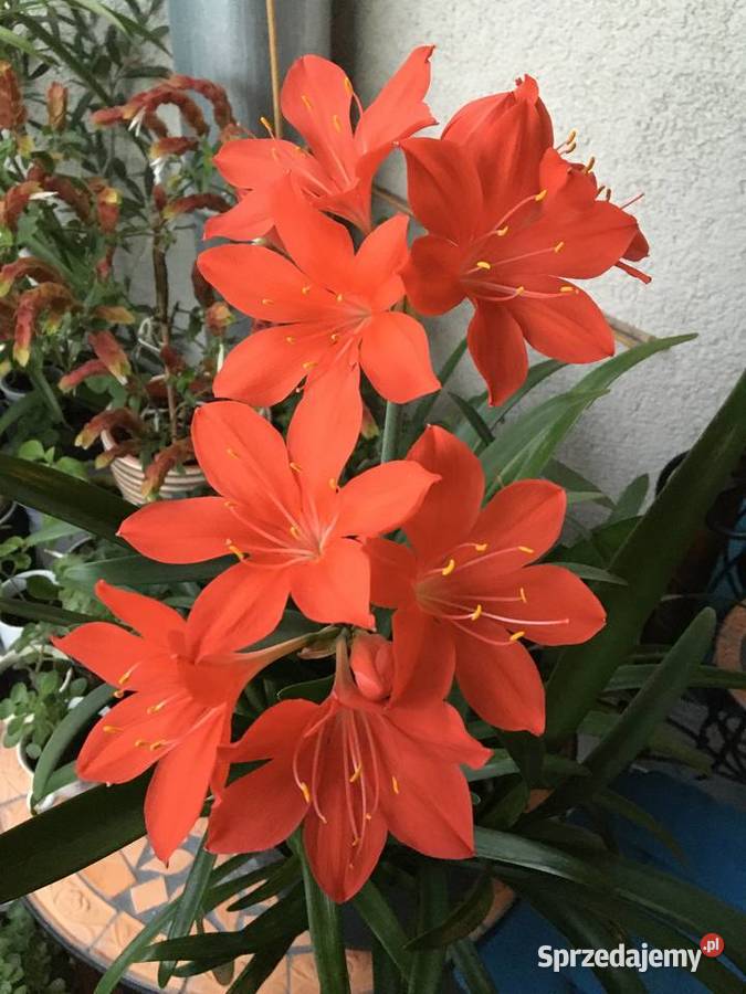 Walota speciosa Warszawa sprzedam