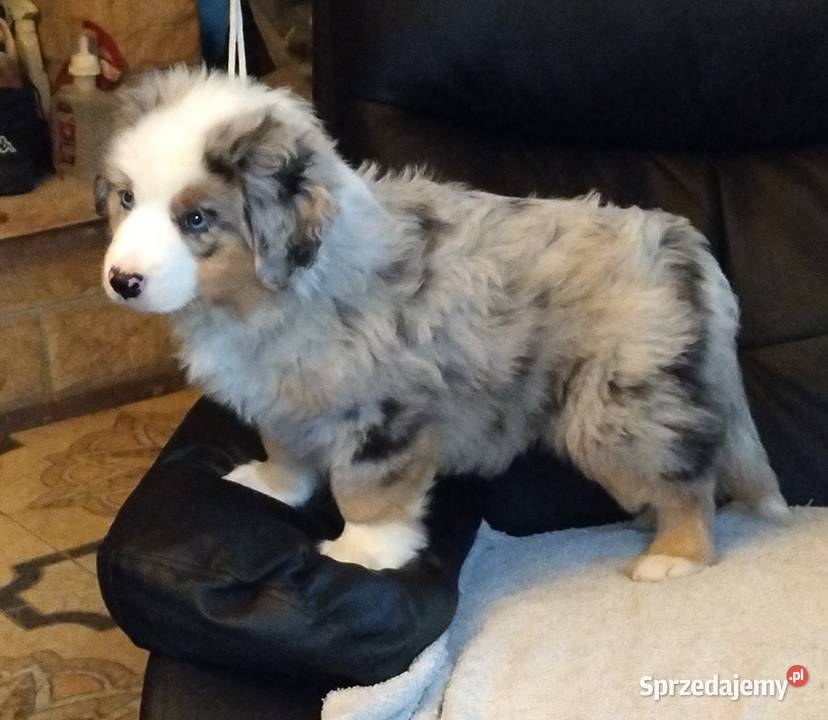 Miniaturowy owczarek amerykański Sosnowiec