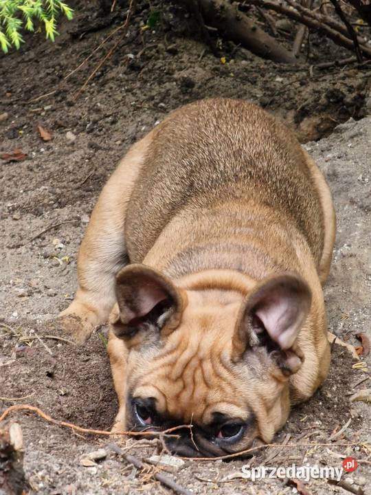 Buldogi francuskie Buldog Kamieńsk sprzedam