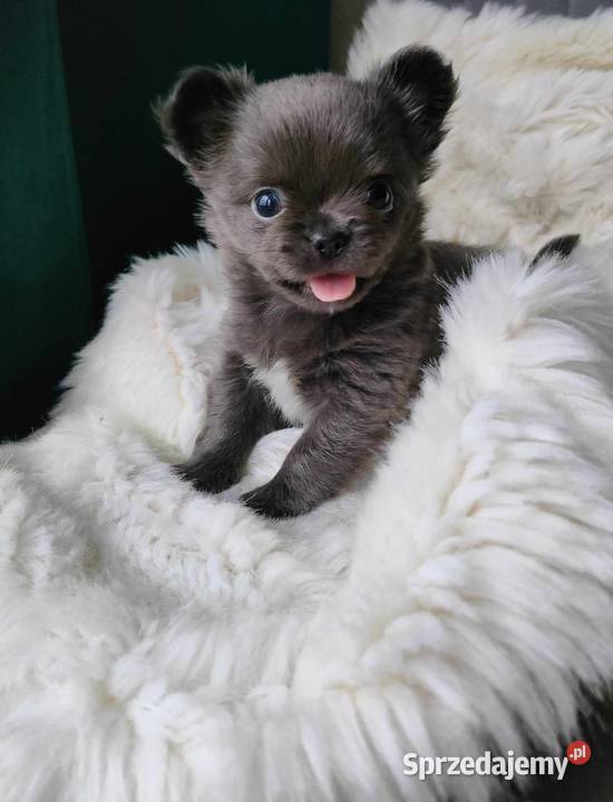 CHIHUAHUA PRZEPIĘKNA SUNIA KOLOR NIEBIESKI BLUE Łódź