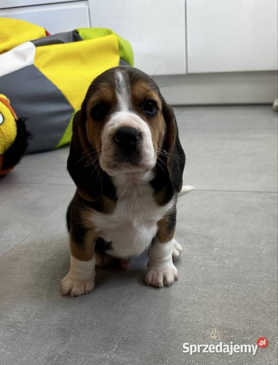 Beagle szczeniak Jedlińsk
