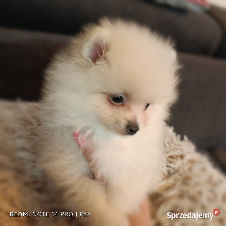 Szpic miniaturowy Pomeranian Pysznica