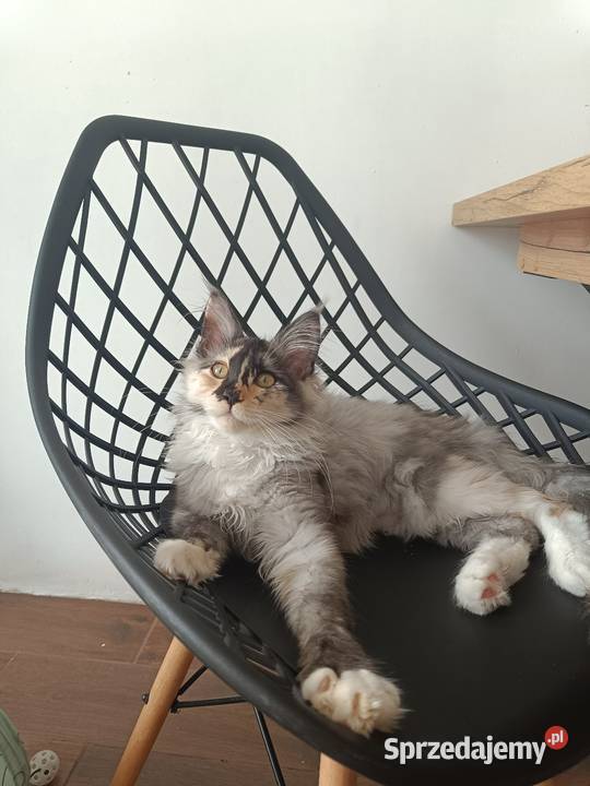 Maine Coon kotka Iza Lipa sprzedam