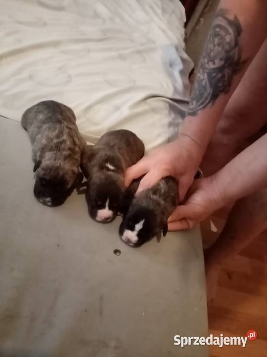 SUCZKA MARENGO Dąbrowa Górnicza sprzedam