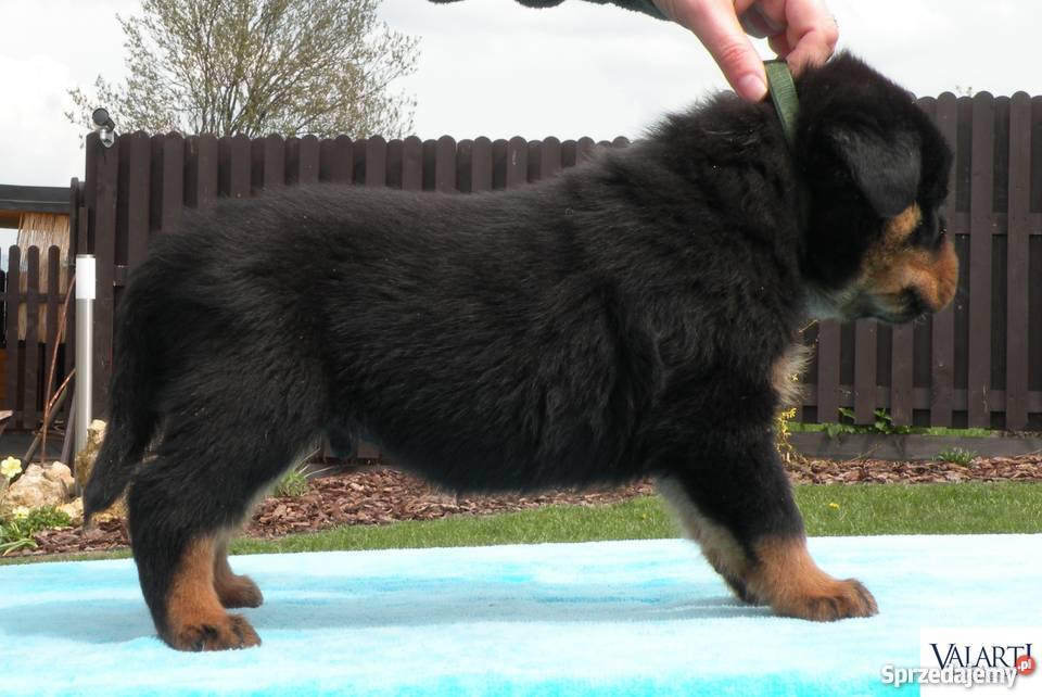 Szczenięta rasy Rottweiler rodowód ZKwP Zaskale