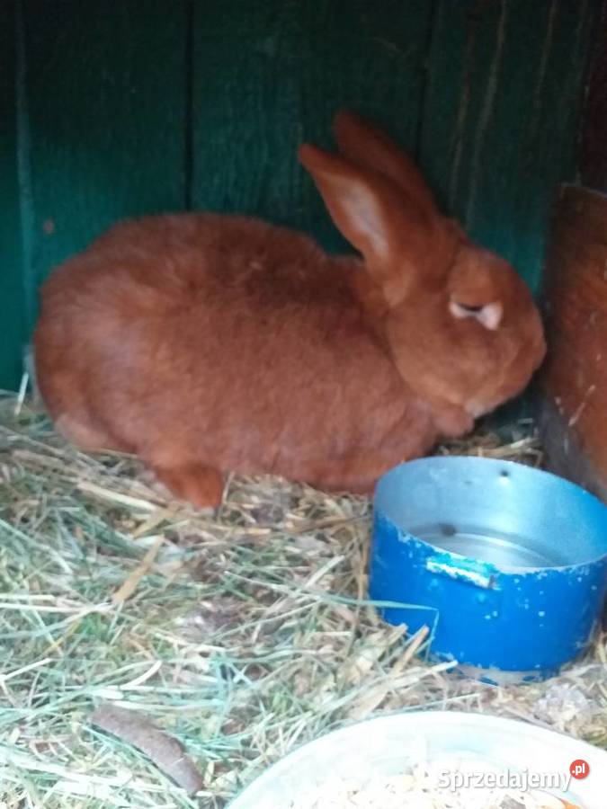 Sprzedam zamienię Ostrołęka