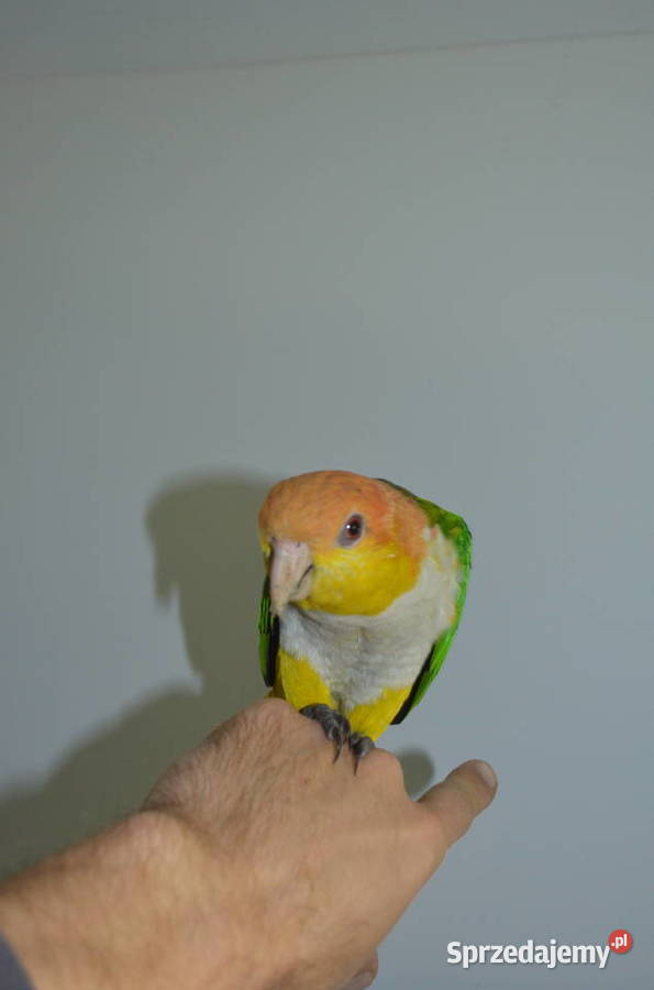 Barwinka Białobrzucha