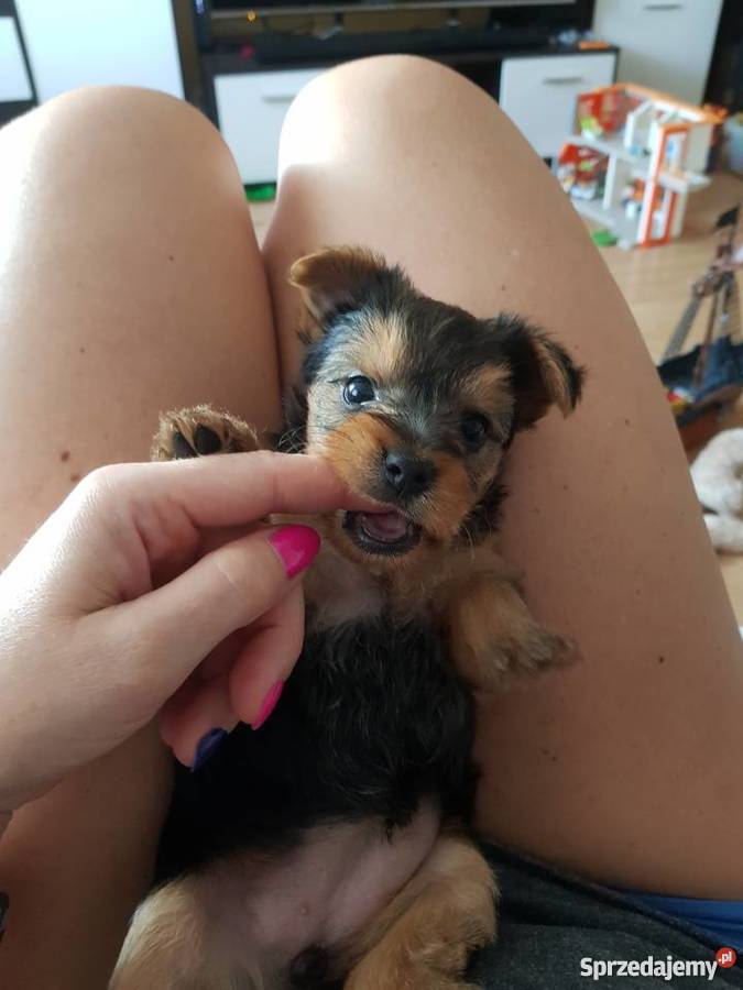 Yorkshire terrier szczeniaki Kalisz sprzedam