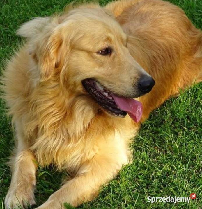 Piękny golden retriever Przysucha