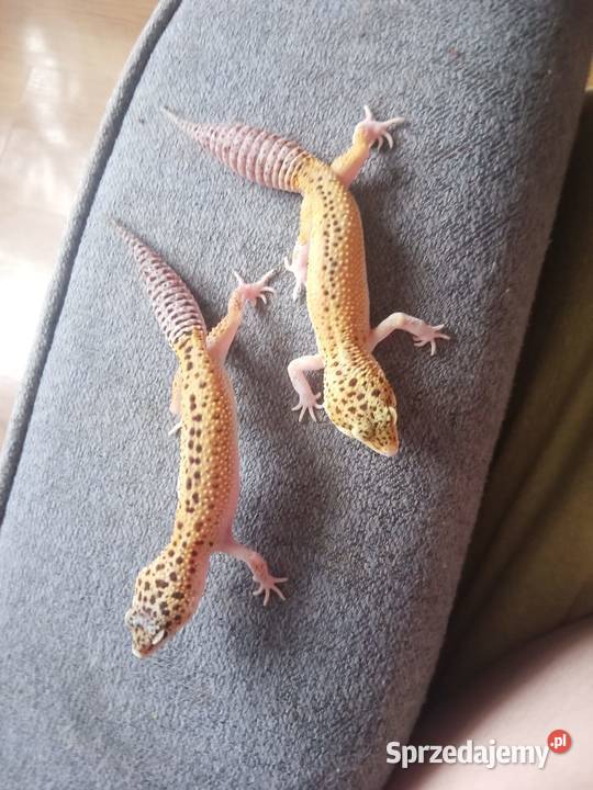 Sprzedam terrarium z gekonami Szczytna