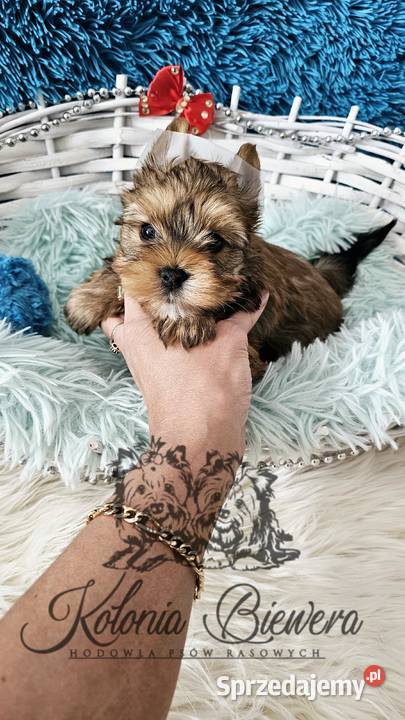 Yorkshire terrier piesek i sunia PASZPORT Sędziejowice