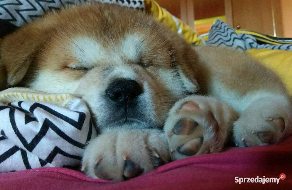 AKITA INU sprzedam