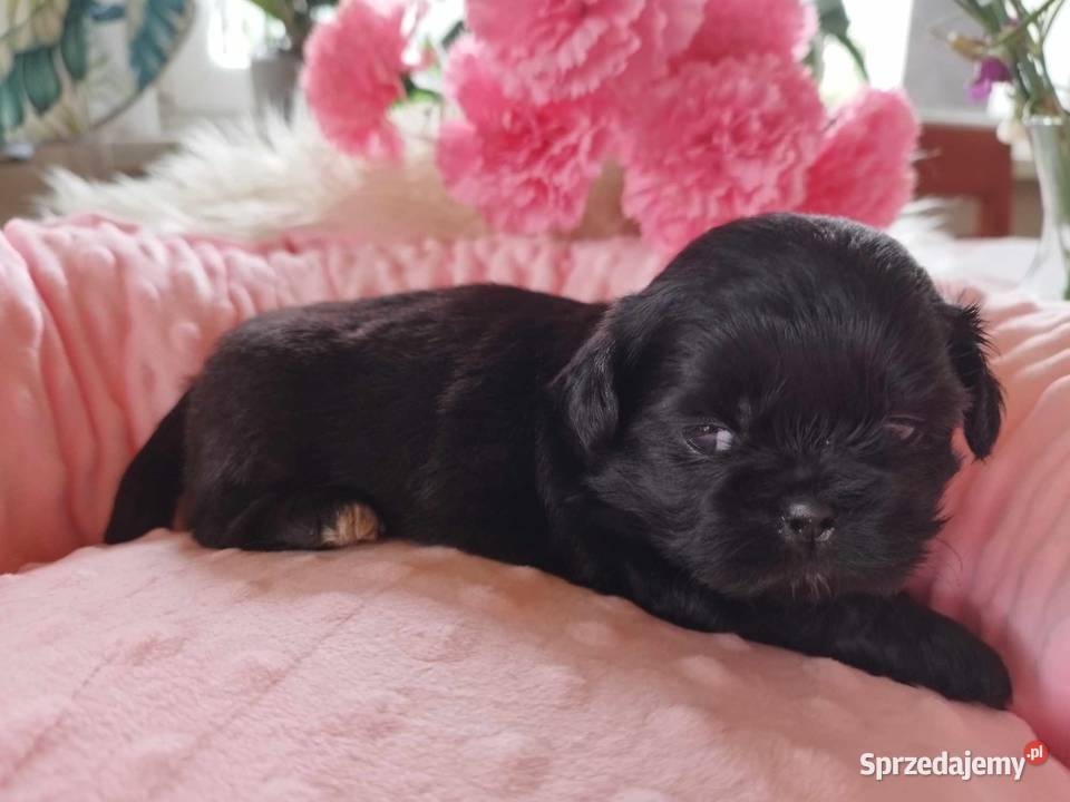 Shih Tzu Śliczne Maleństwa Zapraszamy Olkusz
