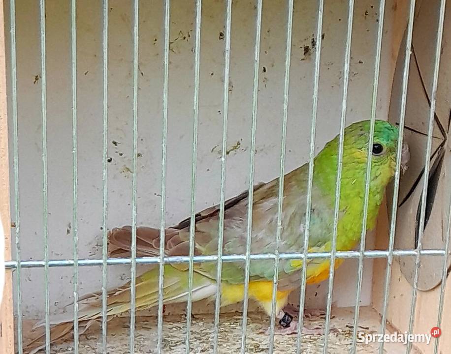 Samce świergotki zmienią woliere Wadowice