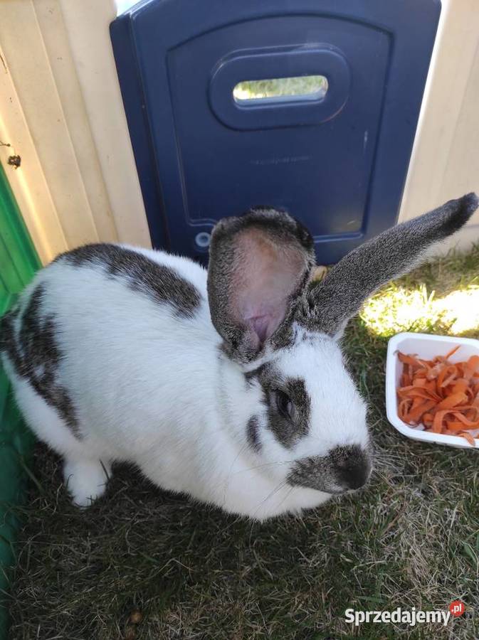Króliki hodowlane samice Rzgów