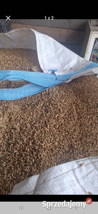 Jęczmień jary gruby 2025 Zboża Dębów