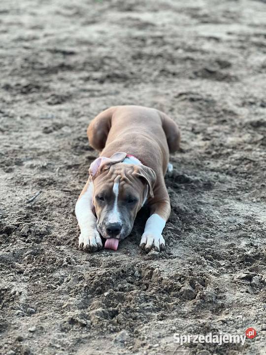 Amstaff FCI gotowy do odbioru szczeniak Gdańsk