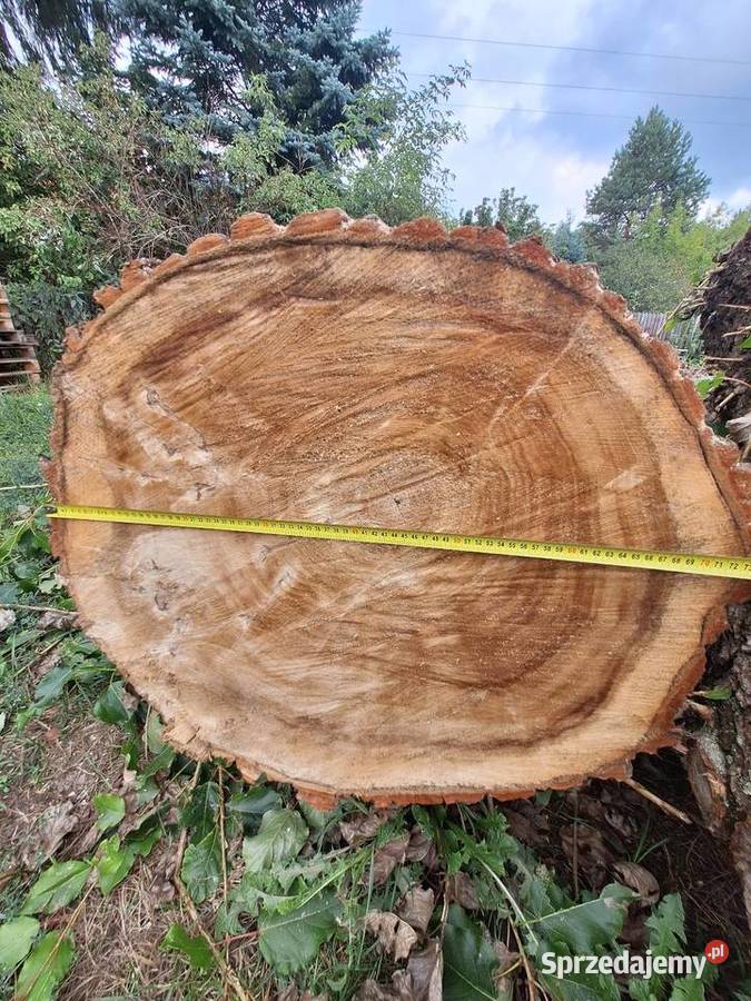 Topola drzewo Białystok sprzedam