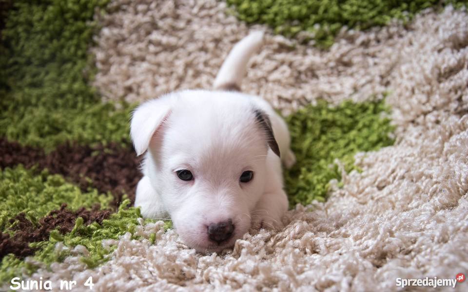 Szczeniaki Jack Russell Terrier FCI Rodowód ZKwP Ostrów Wielkopolski