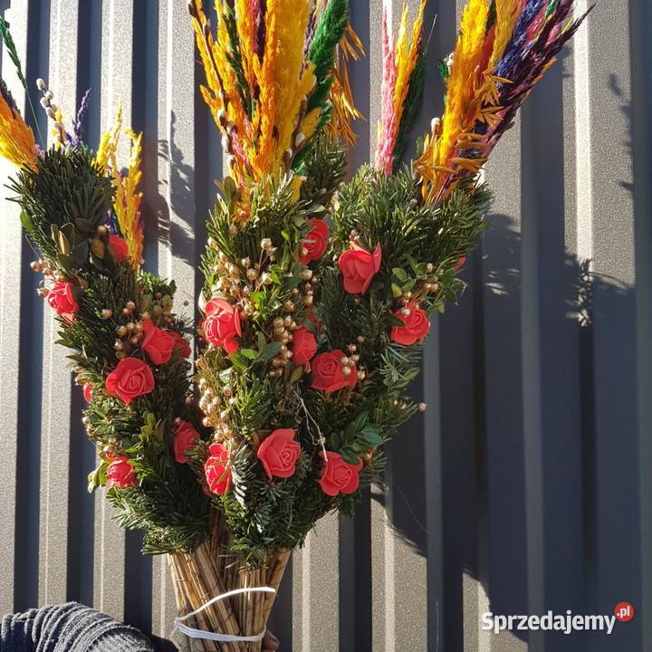 palmy żywe palmy Wielkanocne HURT min 20 Mrozy