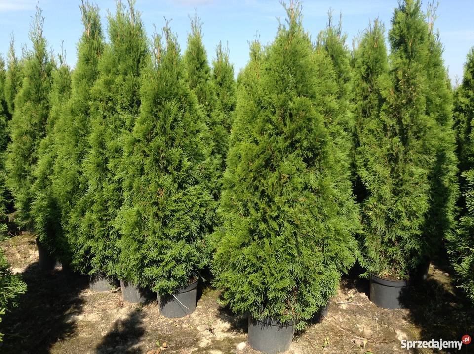TANIO TUJE NA ZYWOPLOT SZMARAGD SHMARAGD THUJE mazowieckie Warszawa