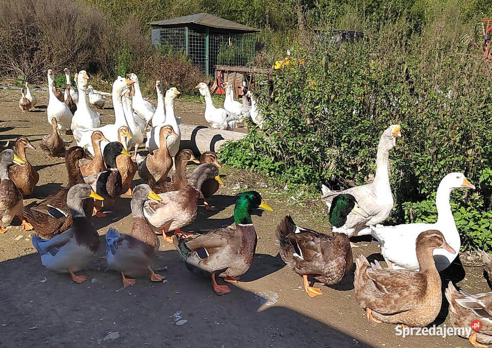 Kaczątka Kaczka ruańska rouen linia wystawowa Iwonicz