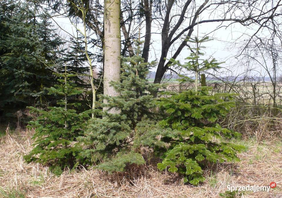 Choinki świerk jodłaGłębocko 20 gm Murowana Rośliny Głębocko