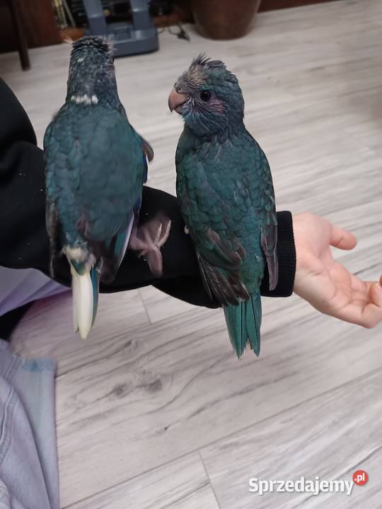 Papuga ręcznie karmiona oswojona Warszawa