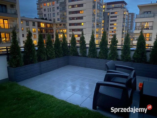 Tuja szmaragd tuje thuja szmaragdowa na żywopłot