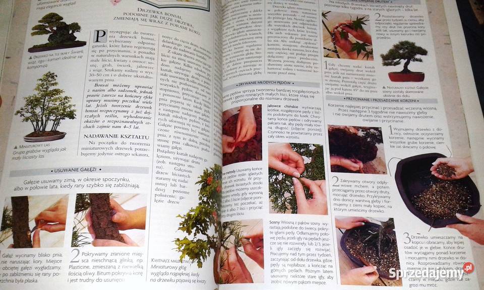 Ilustrowana encyklopedia roślin Dom balkon taras Chełm