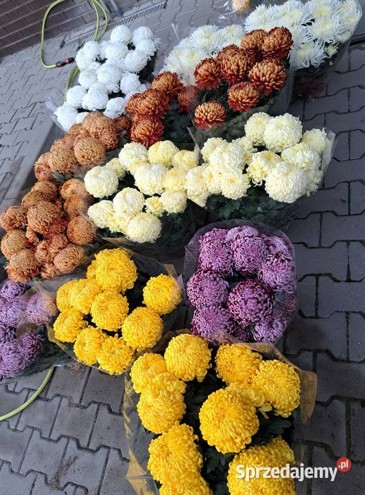 Chryzantemy doniczkowe wiązanki i bukiety Radom