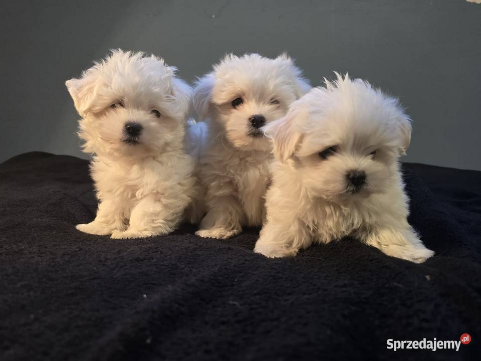 Maltańczyk maltanczyki Łukowa