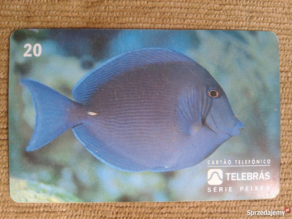 ACANTHURUS CHIRURGUS RYBA ZAMIESZKUJĄCA PŁYTKIE Piszczac